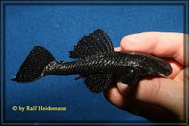 Ich halte die tiere bei einer konstanten temperatur von 27° L Welse Com Datenbank Ancistrus Sp L 181 Powered By Reviewpost