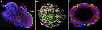 Modeling Development and Disease with Organoids - ScienceDirect