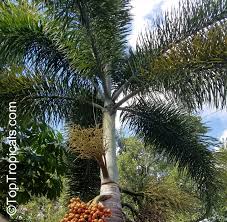 Image result for Wodyetia