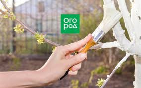 опрыскивание деревьев весной по фазам от болезней и вредителей Vechnye Voprosy Belit Ili Ne Belit Derevya Vesnoj Belye Derevya Ogorod I Sovremennoe Sadovodstvo