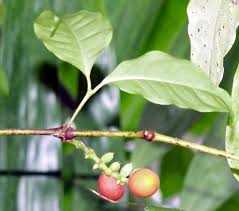 Image result for Gnetum