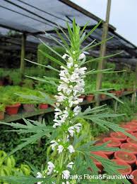 Image result for Leonurus japonicus