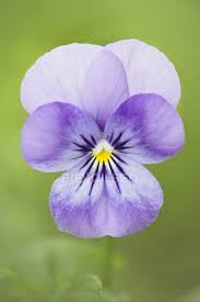 What do purple violets mean? Close Up Of Western Canada Violet Flower Blooming Vertical Stock Photo 200728720