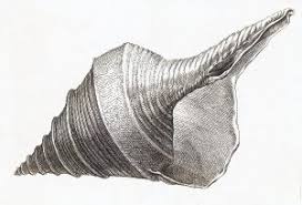 Maybe you would like to learn more about one of these? Syrinx Aruanus Is The Biggest Snail