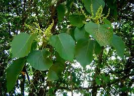 Image result for Macaranga capensis