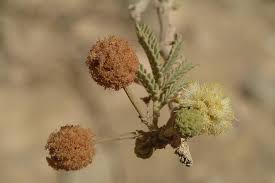 Image result for Acacia gerrardii