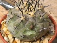 Most are succulents, which store water. Cacti Care Pests And Diseases On Line Guide To The Positive Identification Of Members Of The Cactus Family
