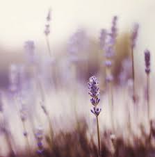 Lavender Lavender Flowers Lovely Lavender Beautiful Flowers