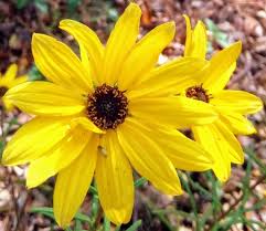 Image result for Helianthus angustifolius
