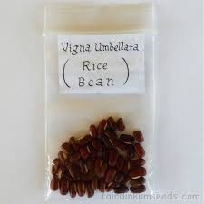 Image result for Vigna umbellata