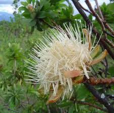 Image result for Protea welwitschii