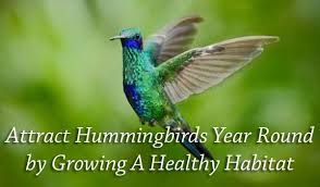 Check spelling or type a new query. Attract Hummingbirds Year Round By Growing A Healthy Habitat Green Thumb Nursery