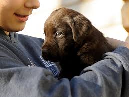 La casa del cucciolo is at la casa del cucciolo. Labrador Cucciolo A Casa Come Comportarsi