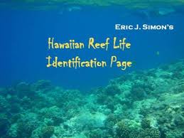 Hawaii Reef Life Identification Page