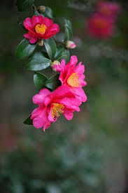 Camellia Sasanqua Beautiful Flowers Pretty Flowers Flowers