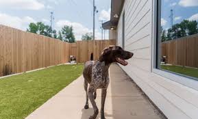 King boulevard, memphis, tn 38103, united states. Expert Veterinary Care In Midtown Memphis The Pet Hospitals