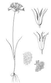 Image result for Alliaceae