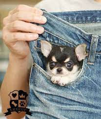 Where Is Your Phone Cute Baby Animals Chihuahua Puppies Chihuahua