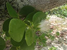Image result for Sonneratia alba