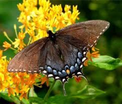 Find photos of butterfly kerala. Kerala Tour Packages Book Kerala Tour Holiday Packages Mom Butterfly Species Beautiful Butterflies Butterfly Park