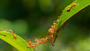نتیجه جستجوی لغت [ants] در گوگل