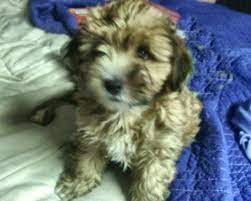 We release our pups after they reach 9 weeks. Havanese Puppies Chaska Mn