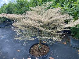 Image result for Terminalia boivinii