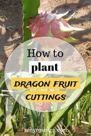 I bought cuttings of 4 different dragon fruit back in march. 160 Best How To Grow Dragon Fruit Ideas How To Grow Dragon Fruit Dragon Fruit Dragon Fruit Plant