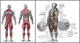 Mastering The Barbell Romanian Deadlift Guide Form Flaws Set Up Execution Gymguider Com