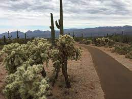 The park entrance is approximately.25 miles .4 km. Cactus Forest Trail Hiking Trail Tanque Verde Arizona