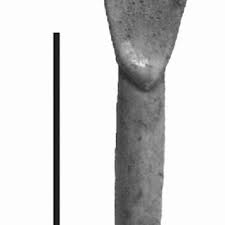 PDF) Introduction: From These Bare Bones: Raw materials and the study of  worked osseous objects