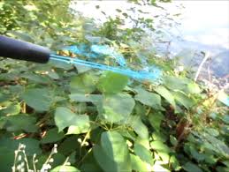 As it spreads, japanese knotweed alters and. How To Kill Japanese Knotweed Using Foliar Application Of Foam Herbicide Presentation At Upper Midwest Invasive Species Conference Green Shoots News