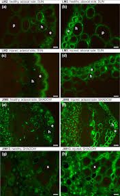 Plant, cell and environment plant, cell & environment pc&e pc and e. Quantitative And Qualitative Characteristics Of Cell Wall Components And Prenyl Lipids In The Leaves Of Tilia X Euchlora Trees Growing Under Salt Stress