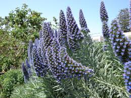 Image result for Indigofera candicans