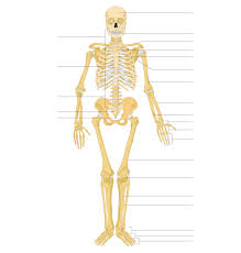 Skeletons, zombies and zombie pigmen can now pick up dropped items. Skeleton Wiktionary