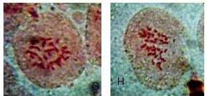 Image result for Sesamum calycinum