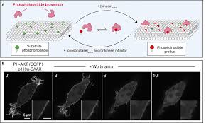 4 this time last year steve was working on a farm. Frontiers Monitoring Phosphoinositide Fluxes And Effectors During Leukocyte Chemotaxis And Phagocytosis Cell And Developmental Biology