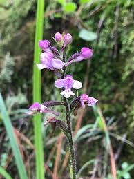 Image result for Cynorkis brevicalcar