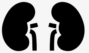 Kidney Png Images Transparent Kidney Image Download Pngitem The best selection of royalty free kidney cartoon vector art, graphics and stock illustrations. kidney png images transparent kidney