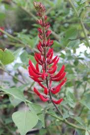 Image result for Erythrina × coddii