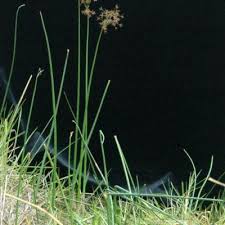 Image result for Cyperus articulatus