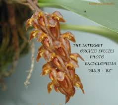Image result for Bulbophyllum intertextum