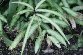 Image result for Pteris auquieri