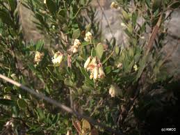 Image result for Vaccinium madagascariense