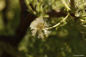 Image result for Acacia hebeclada