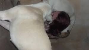 Brasileira chupando seu cachorro - BestialitySexTaboo - Bestiality Sex Taboo