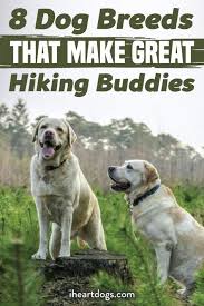 8 Dog Breeds That Make Great Hiking Buddies Dog Training Obedience Dog Obedience Dogs