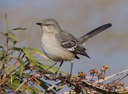 Use it to make mockups of your website or application in minutes. Service Projects Arlingtonmasternaturalists Page 2