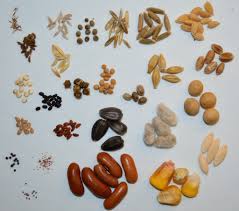 Годный на семена seed potato ― семенной картофель Seed Quality Archive Lemnatec