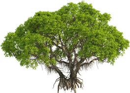 Image result for Avicennia marina